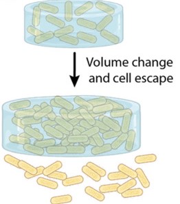 An engineered living material schematic showing shape change and cell release.